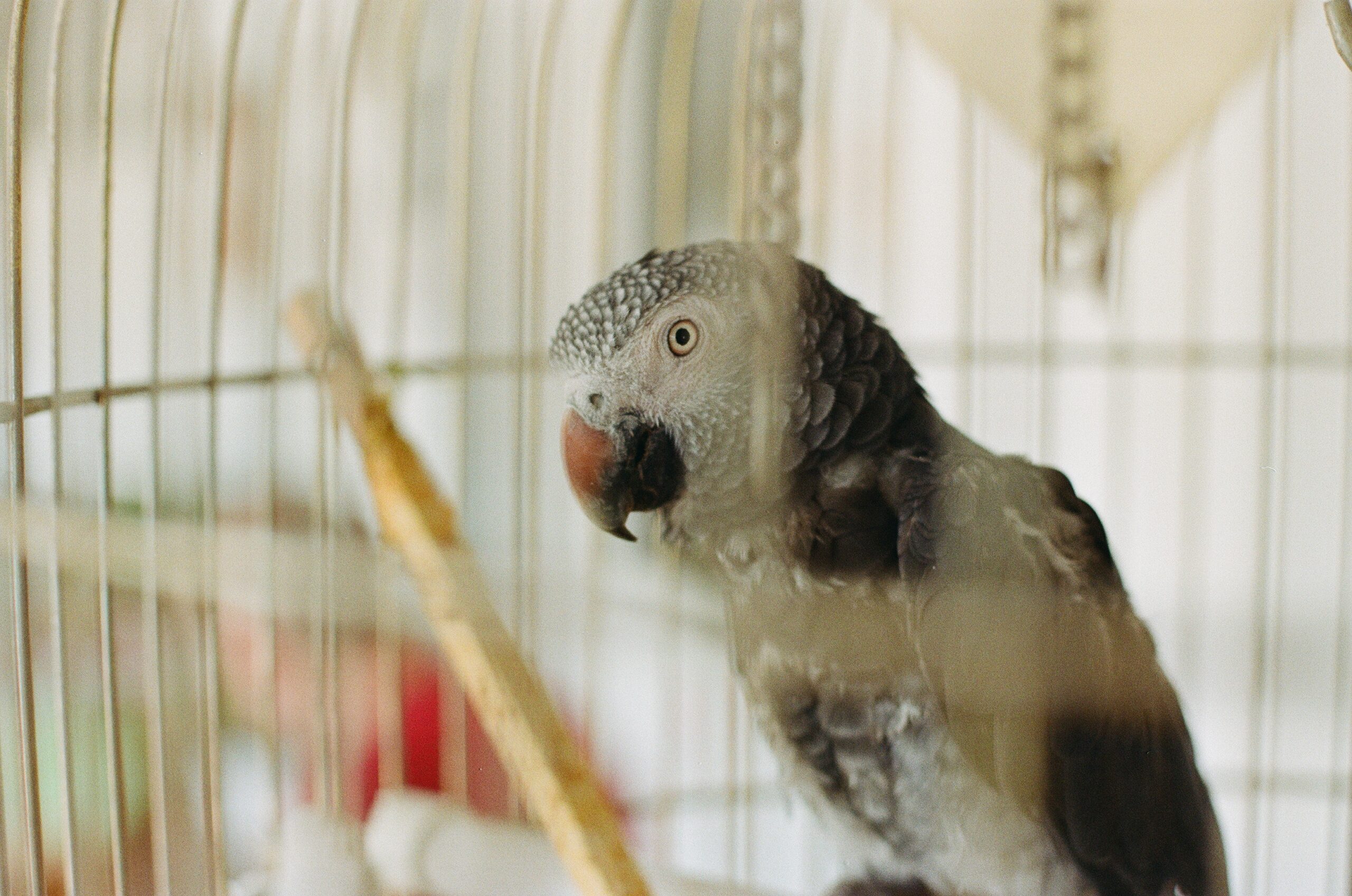 The Bird - Analog Photography